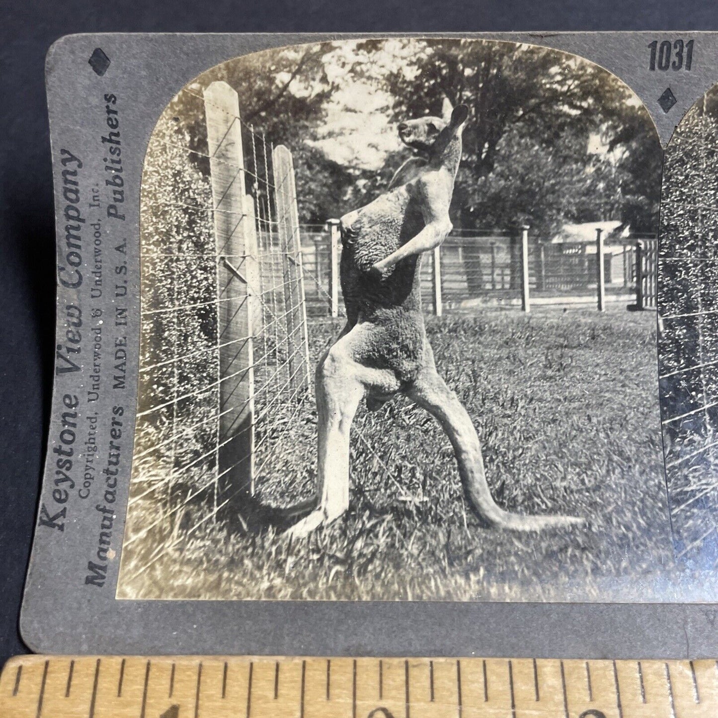 Antique 1920s Kangaroo Stands Up And Flexes Muscles Stereoview Photo Card P4915