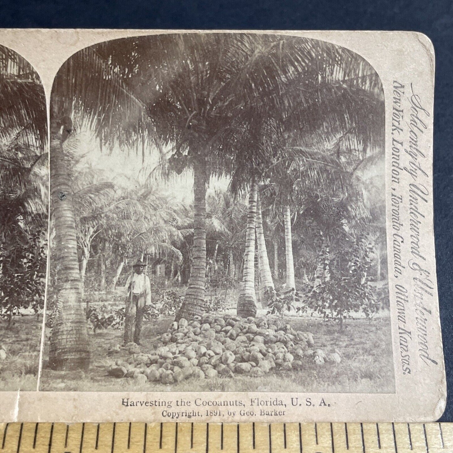 Antique 1891 African American Man Harvests Coconuts Stereoview Photo Card P4318