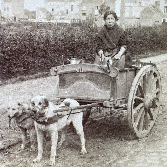 Antique 1889 Woman In Dog Led Milk Chariot Belgium Stereoview Photo Card P3044