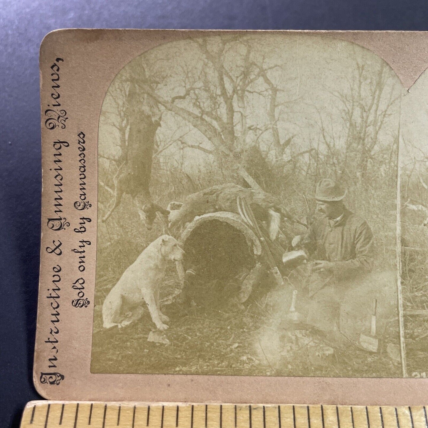 Antique 1880s A Pitbull Deer Hunting Dog And Hunter Stereoview Photo Card P4046