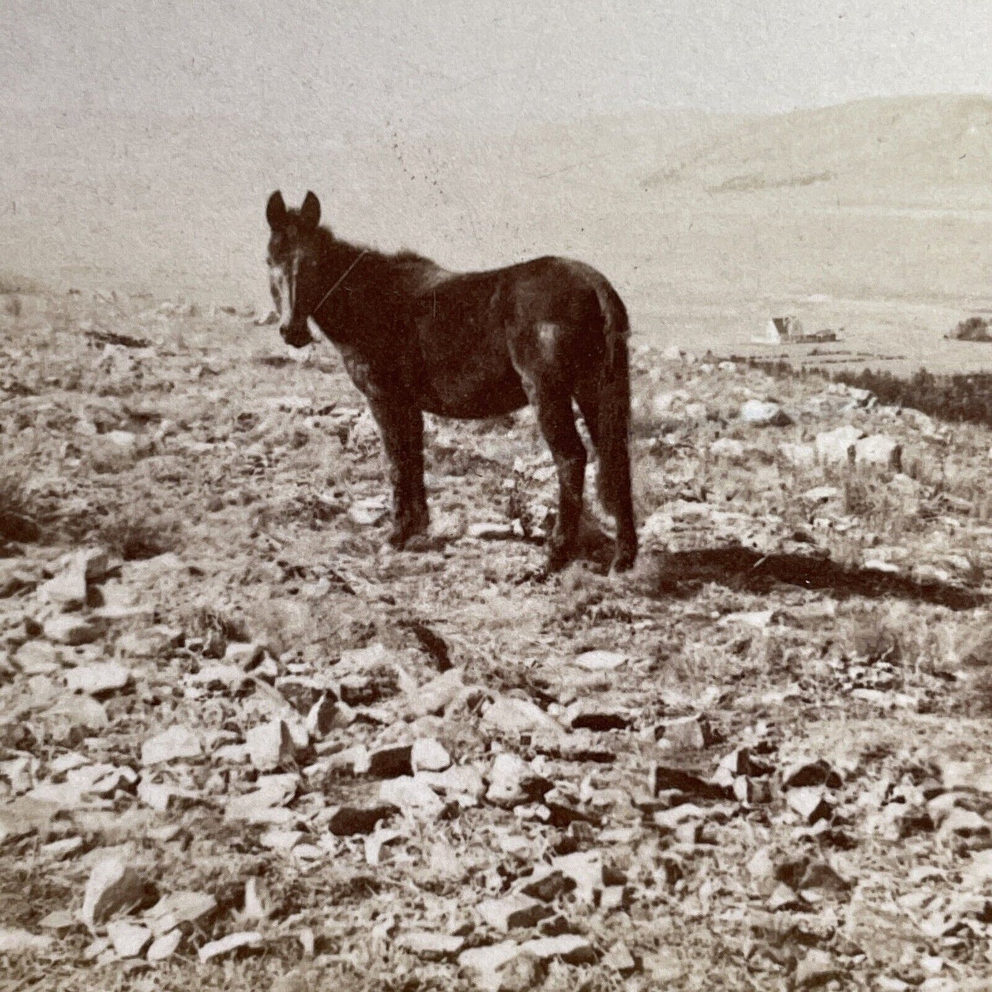 Antique 1901 Wild Horse In Johannesburg South Africa Stereoview Photo Card P1299