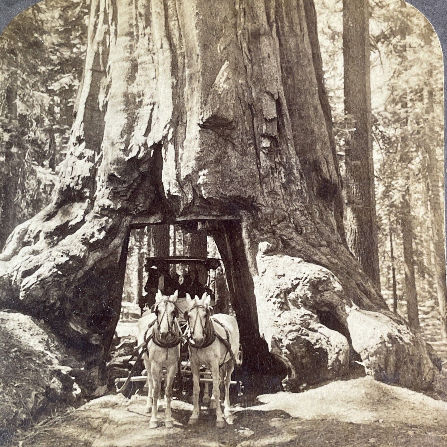 The Wawona Tunnel Tree Yosemite Stereoview California Antique c1902 X4135