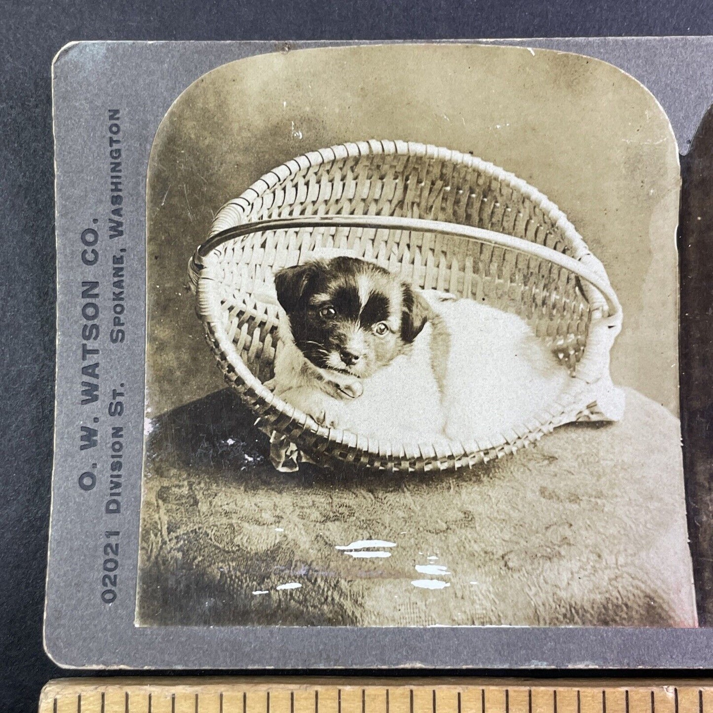 Puppy Dog in a Basket Stereoview O.W.  Watson Spokane Washington c1901 Y1709