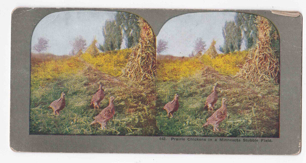 Antique 1904 Greater Prairie Chickens In Minnesota Photo Stereo Card P300