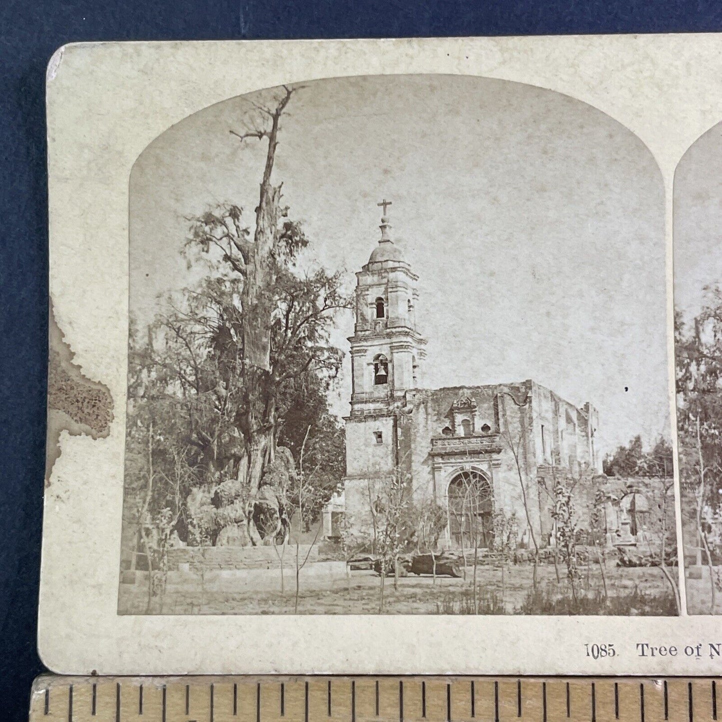 Tree of La Noche Triste Mexico City Stereoview Hernan Cortes Antique c1873 X3536