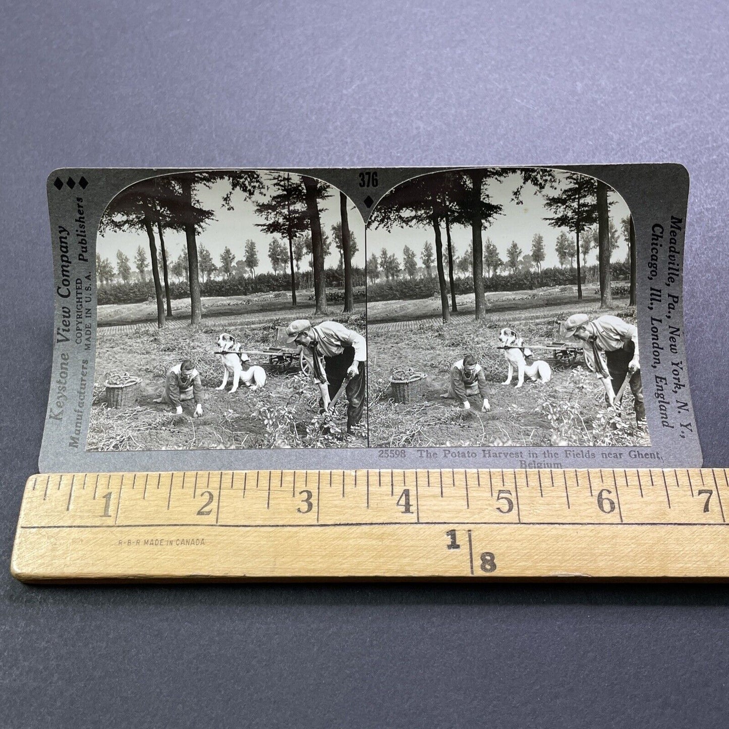 Antique 1930s Dog Hauling Potato Cart Ghent Belgium Stereoview Photo Card V2928