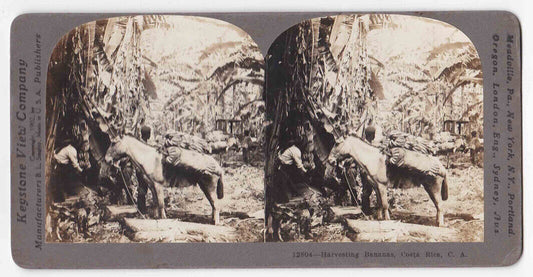 Antique 1902 Afro-Costa Ricans Harvesting Bananas In Costa Rica Photo Card P090