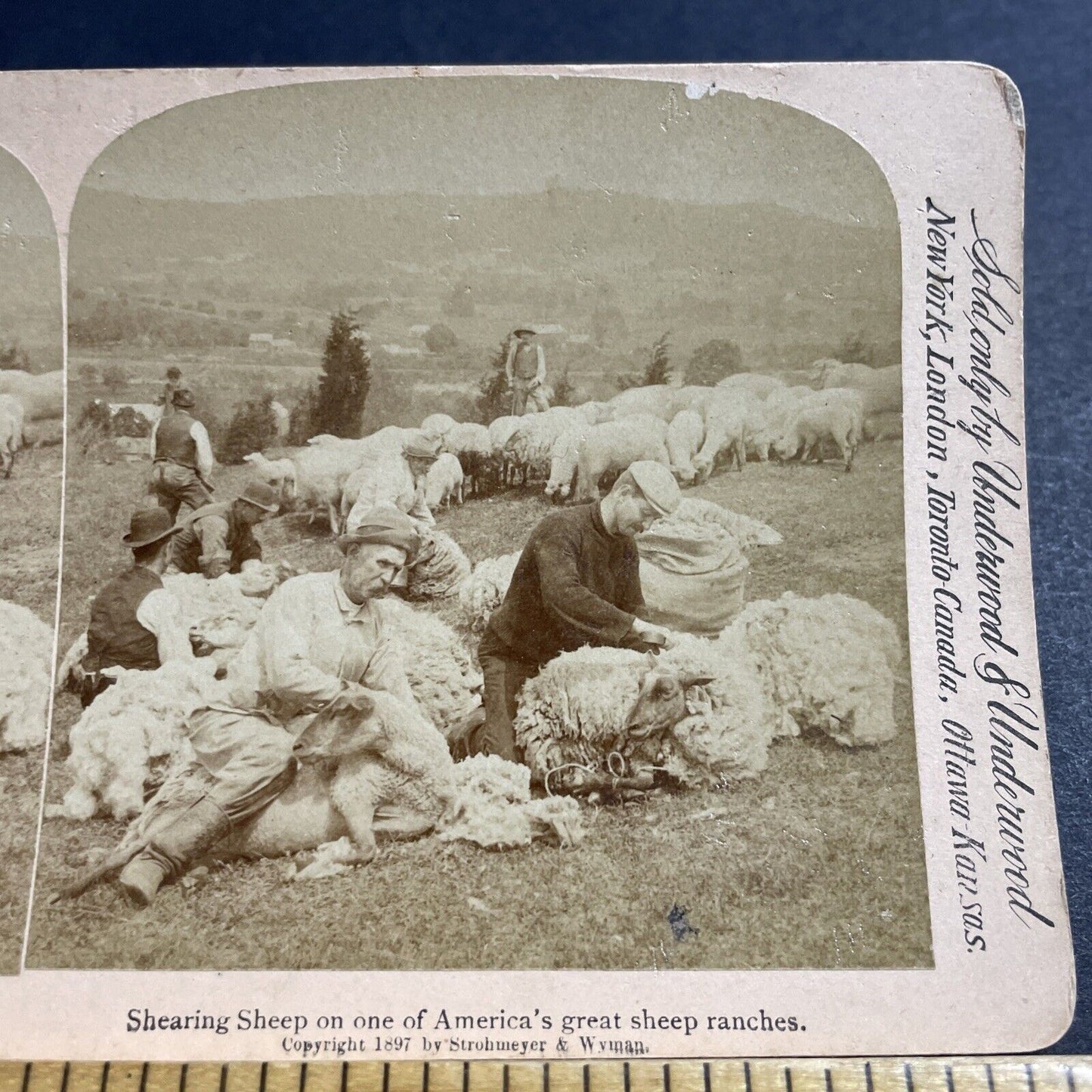 Antique 1897 Men Wrestle Sheep To Shorn Shear Stereoview Photo Card P4951