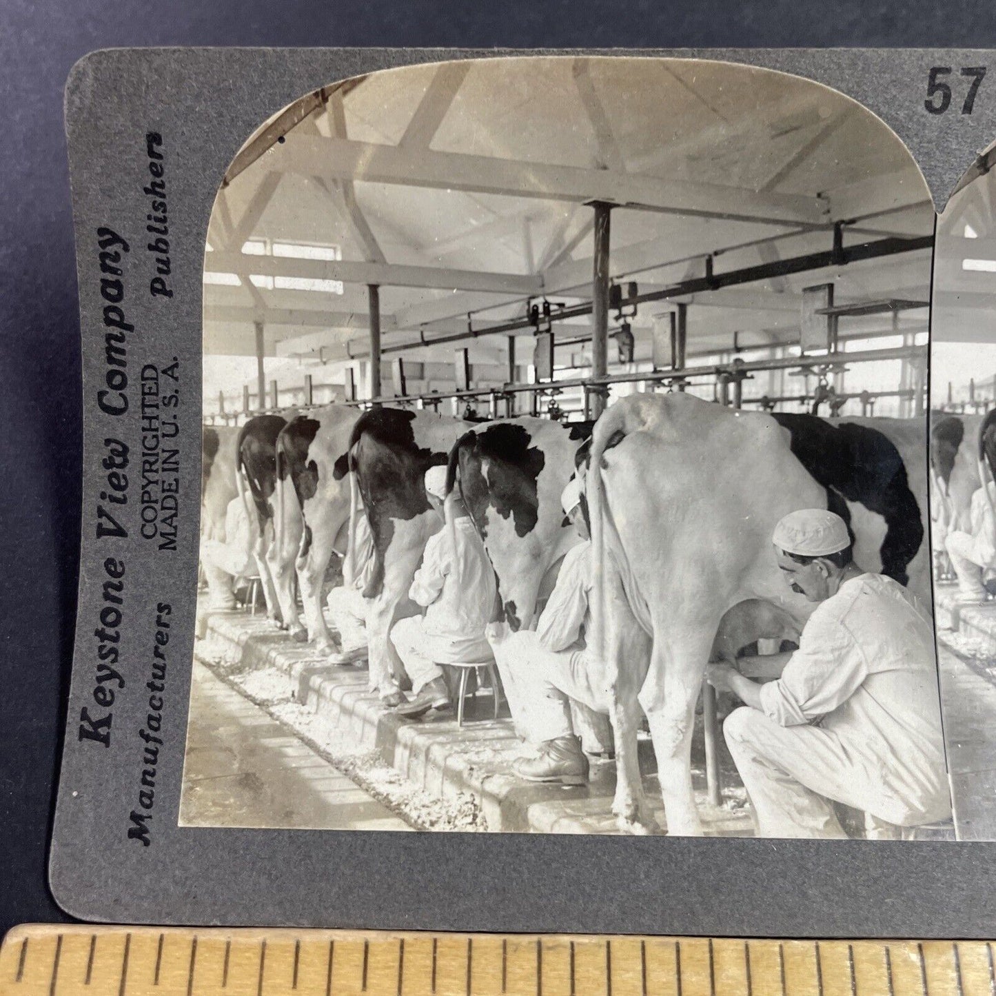 Antique 1910s Milking Cows In Plainsboro New Jersey Stereoview Photo Card P3629