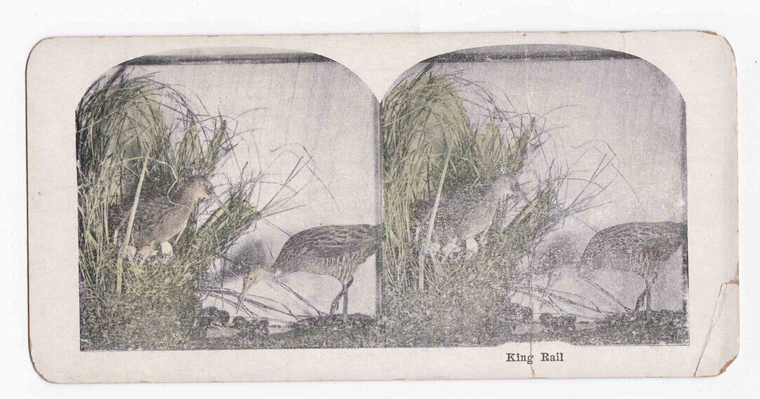 Antique 1905 King Rail Birds With Eggs In A Marsh Stereo Card P316