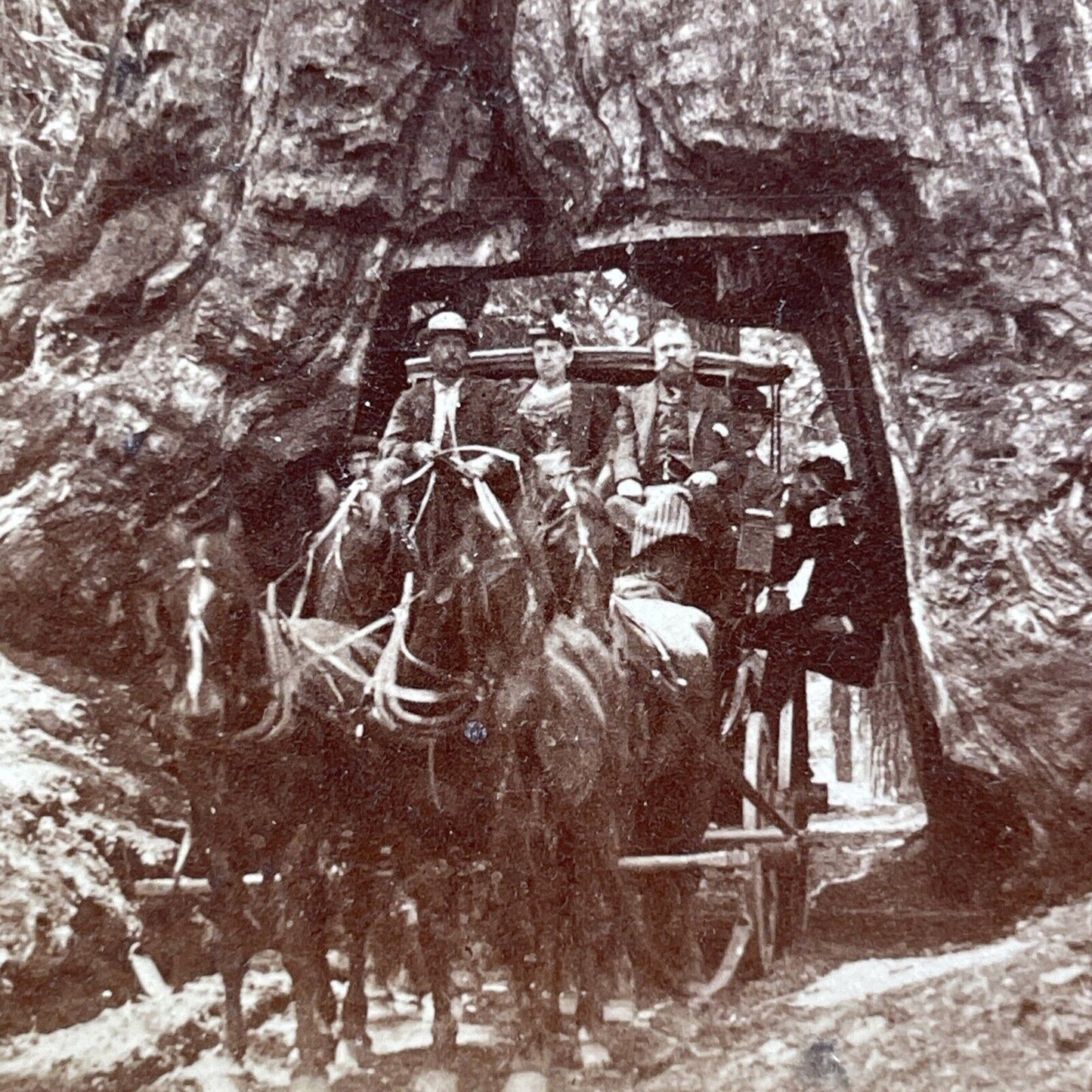 Antique 1894 Horse Wagon Driving Through Giant Tree Stereoview Photo Card V3422