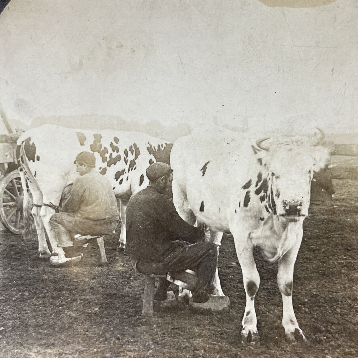 Antique 1909 Milking Frisian Cows In Holland Stereoview Photo Card V3318