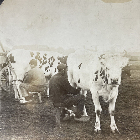 Antique 1909 Milking Frisian Cows In Holland Stereoview Photo Card V3318