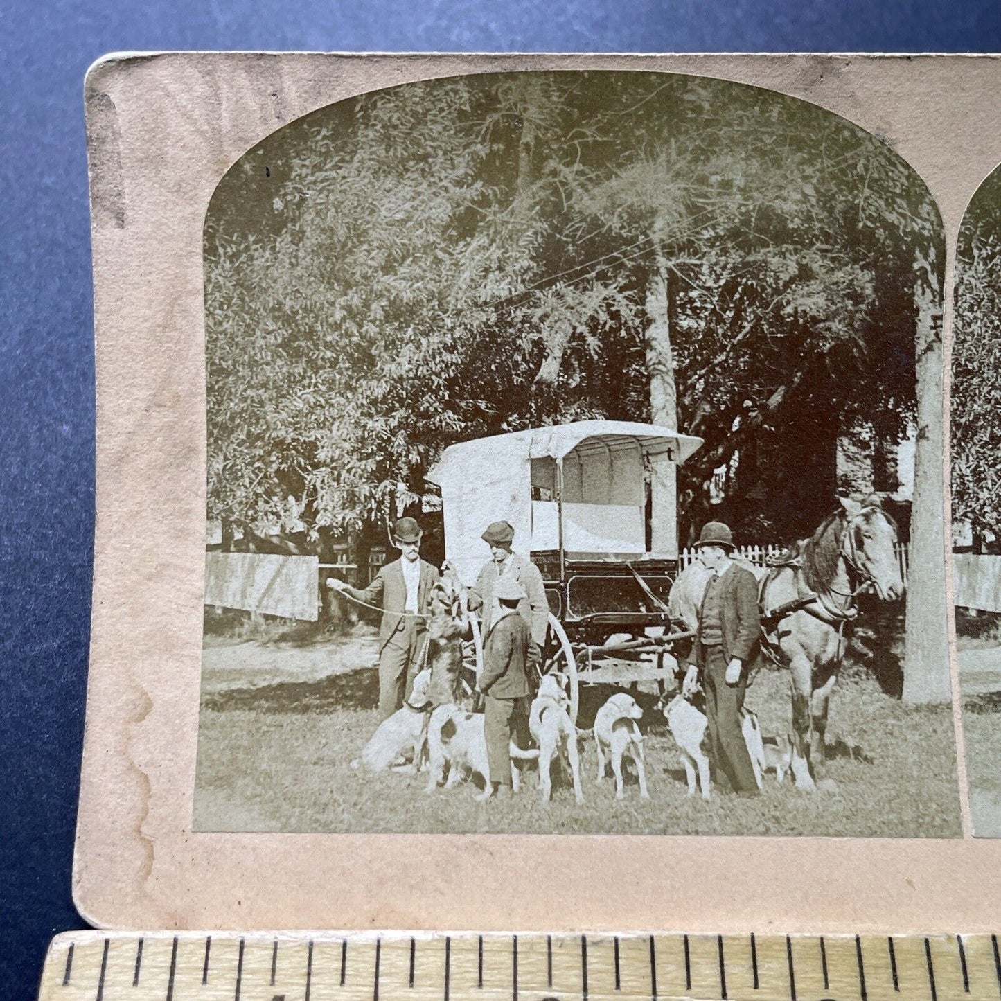 Antique 1891 Butcher Feeds Meat To Hunting Dogs Stereoview Photo Card P4009