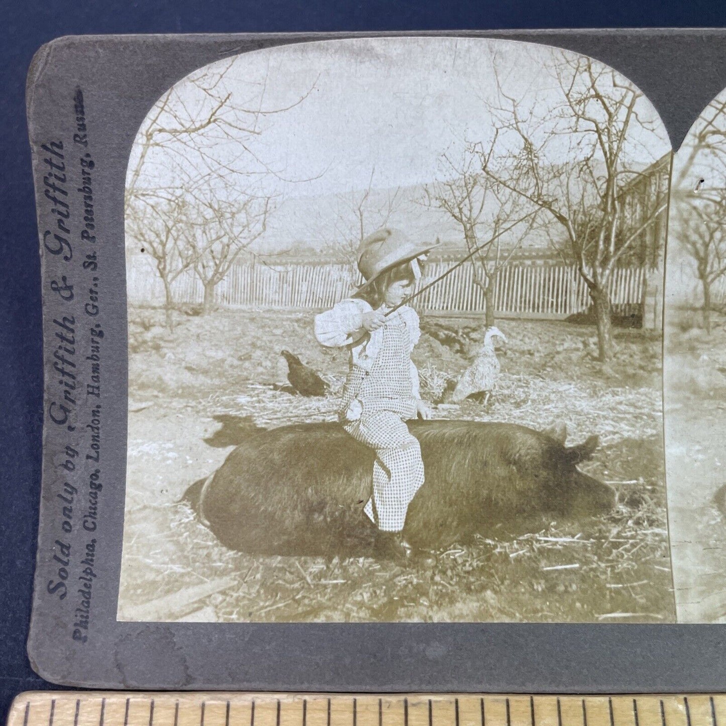 Antique 1890s Young Girl Rides A Pig On Farm Stereoview Photo Card P3360