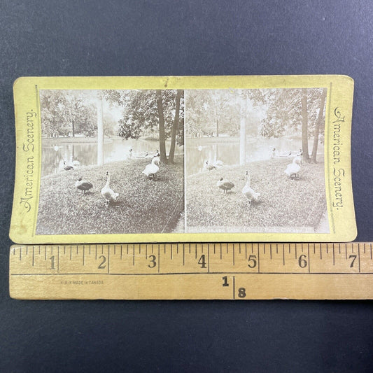 Swans In Lincoln Park Chicago Stereoview Illinois Photo Card Antique c1875 X1309