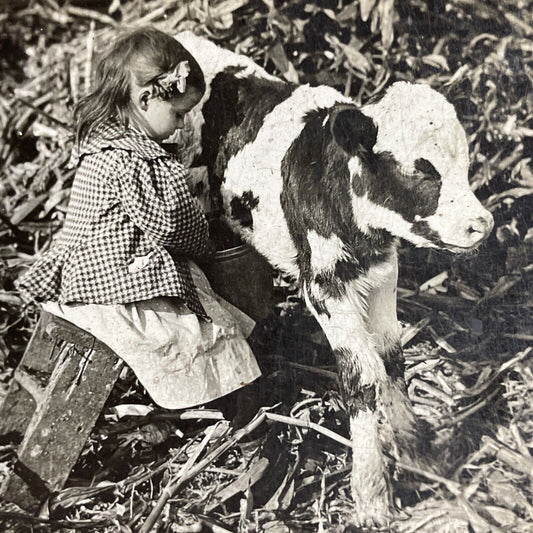 Antique 1901 Little Girl Tries To Milk A Calf Cow Stereoview Photo Card P4262