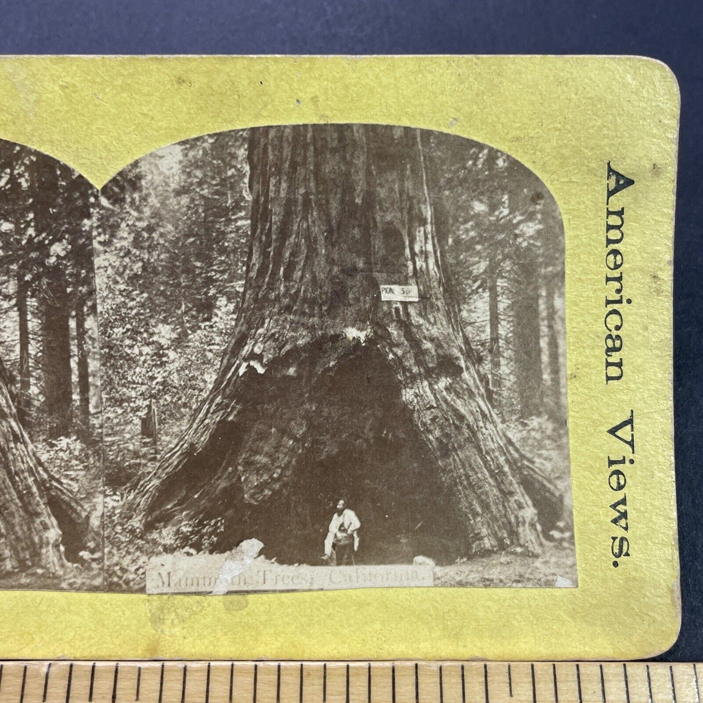 Antique 1870s Logger And Massive Redwood Tree CA Stereoview Photo Card P3574