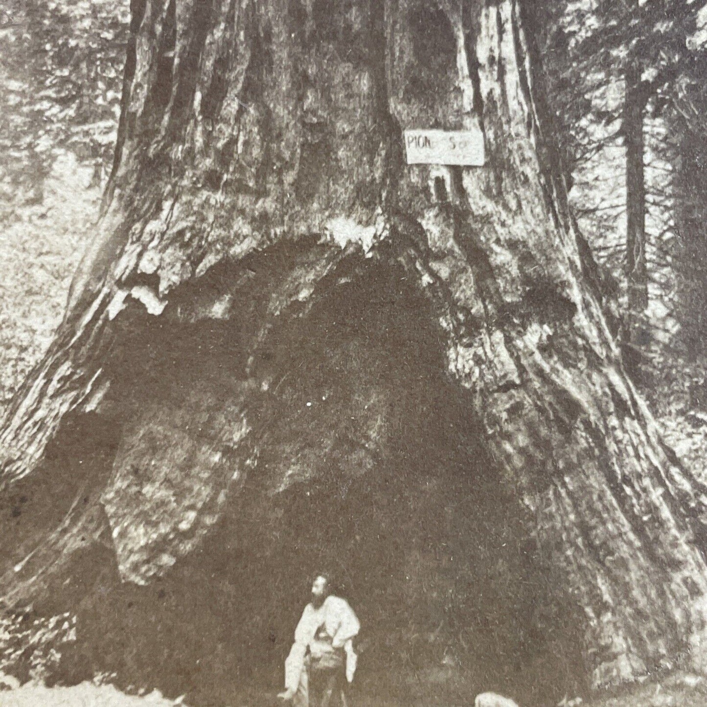 Antique 1870s Logger And Massive Redwood Tree CA Stereoview Photo Card P3574