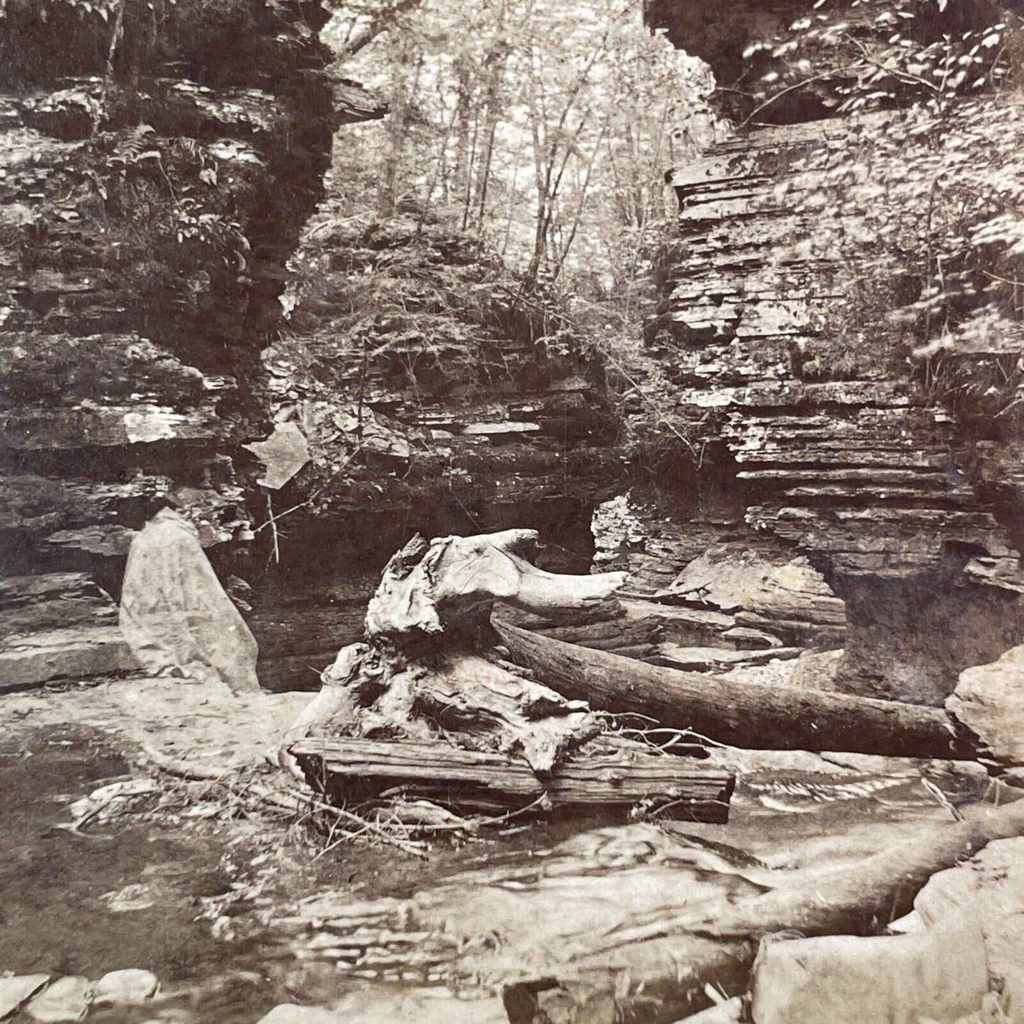 Tree Debris Watkins Glen New York Stereoview George F. Gates Antique c1865 Y1750