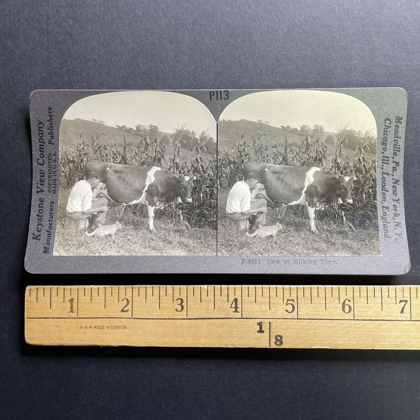 Antique 1920 Milking A Cow Feeding A Cat Stereoview Photo Card P1783