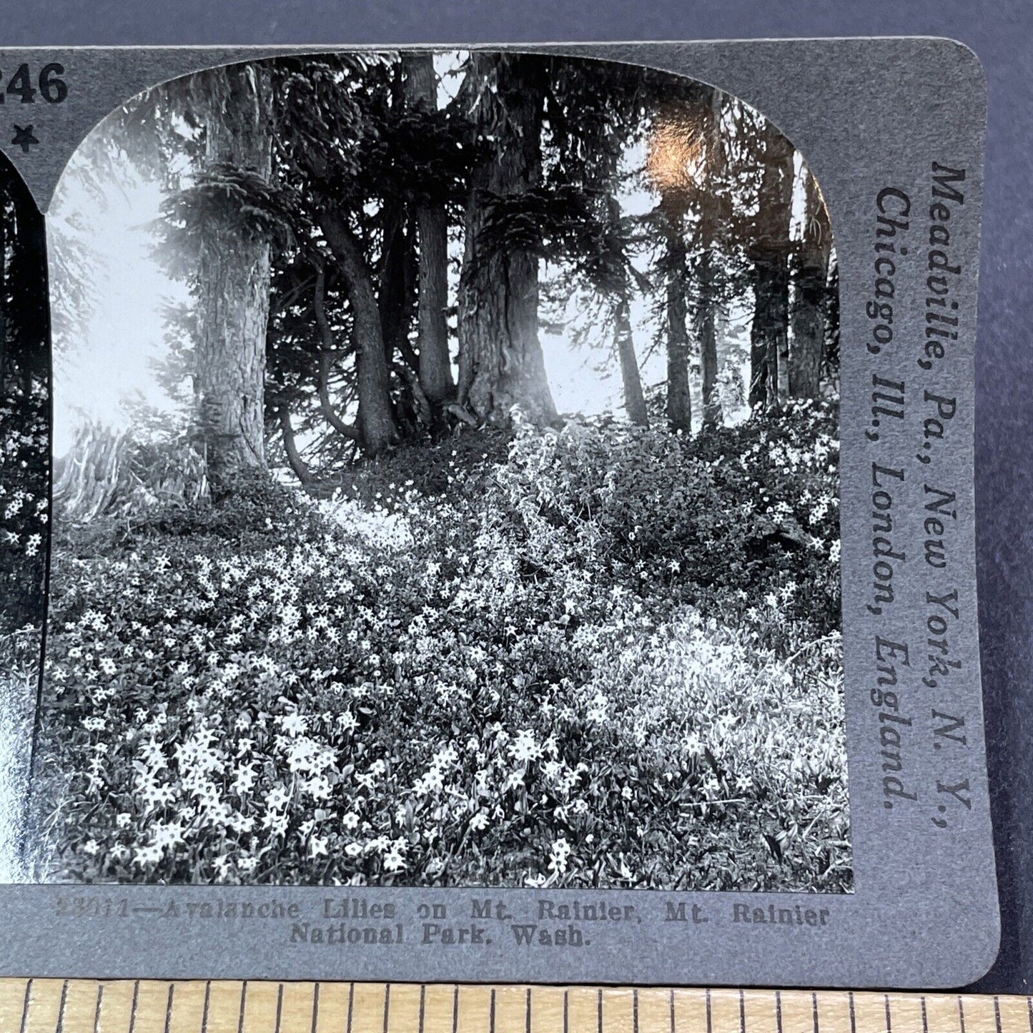 Antique 1920s Avalanche Lillies Mt Rainier Washington Stereoview Photo Card 2037