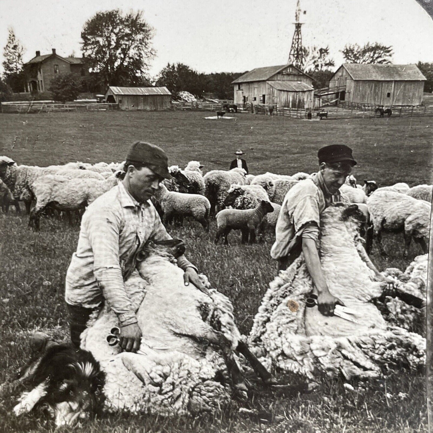 Antique 1902 Shearing Sheep By Hand Farmers Stereoview Photo Card PC768