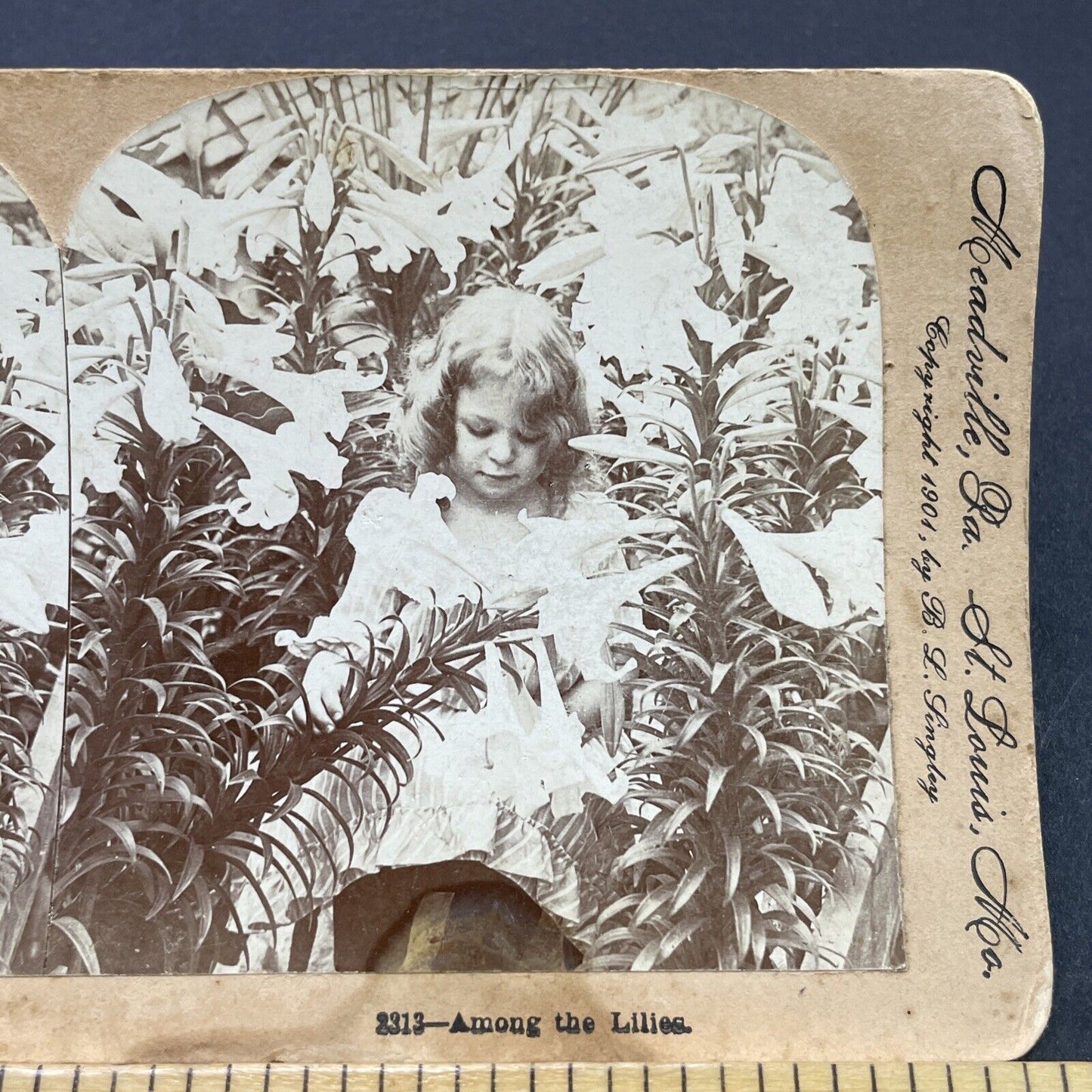 Antique 1901 Child Plays In Lily Garden Stereoview Photo Card P2686