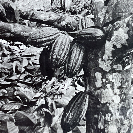 Antique 1910s Cocoa Beans Fruit Dominica BWI Stereoview Photo Card P3652