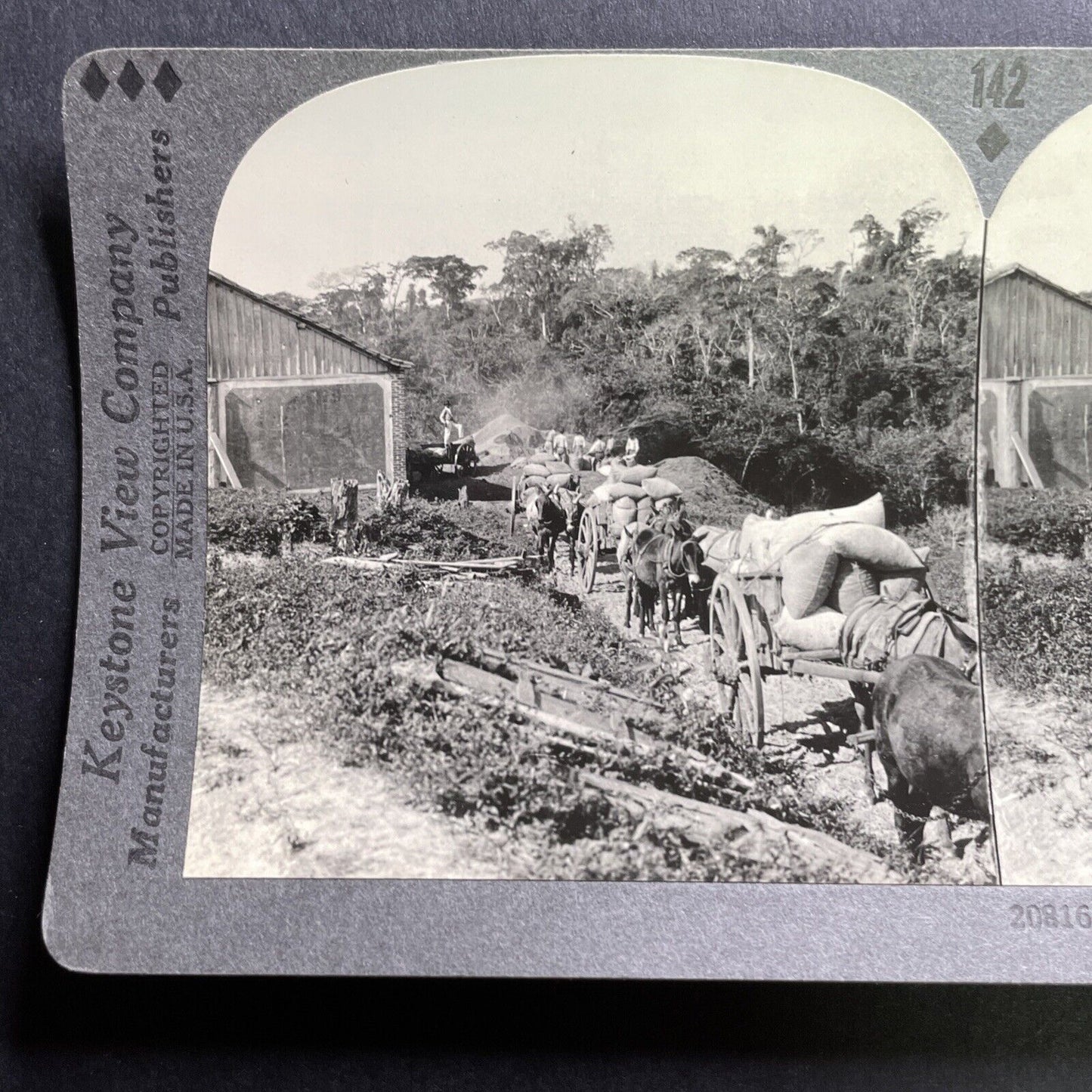 Antique 1918 Coffee Plantation Sao Paolo Brazil Stereoview Photo Card P1772