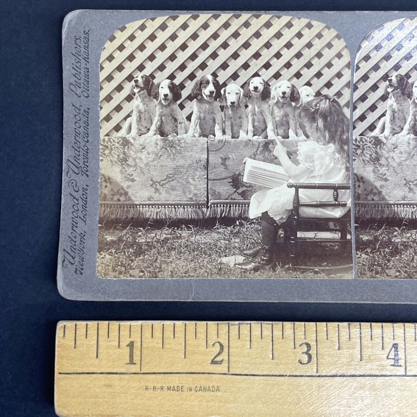 Antique 1903 Girl Teaching Hunting Puppies To Sing Stereoview Photo Card PC791