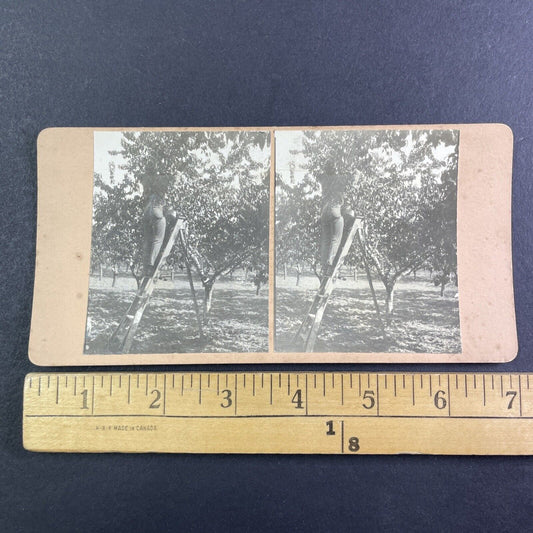 Cherry Orchard in Niagara Ontario Canada Stereoview OOAK Antique c1913 Y2731