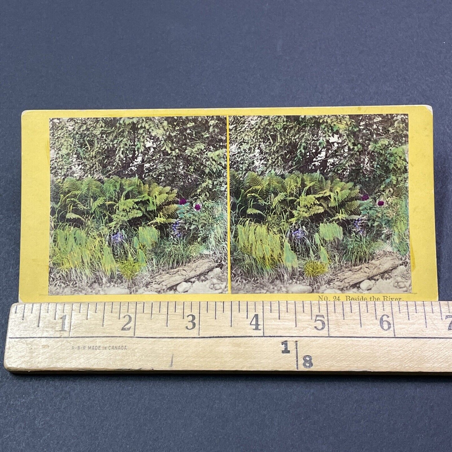 Antique 1870s Wild Ferns Grow In Crawford Notch NH Stereoview Photo Card V1986