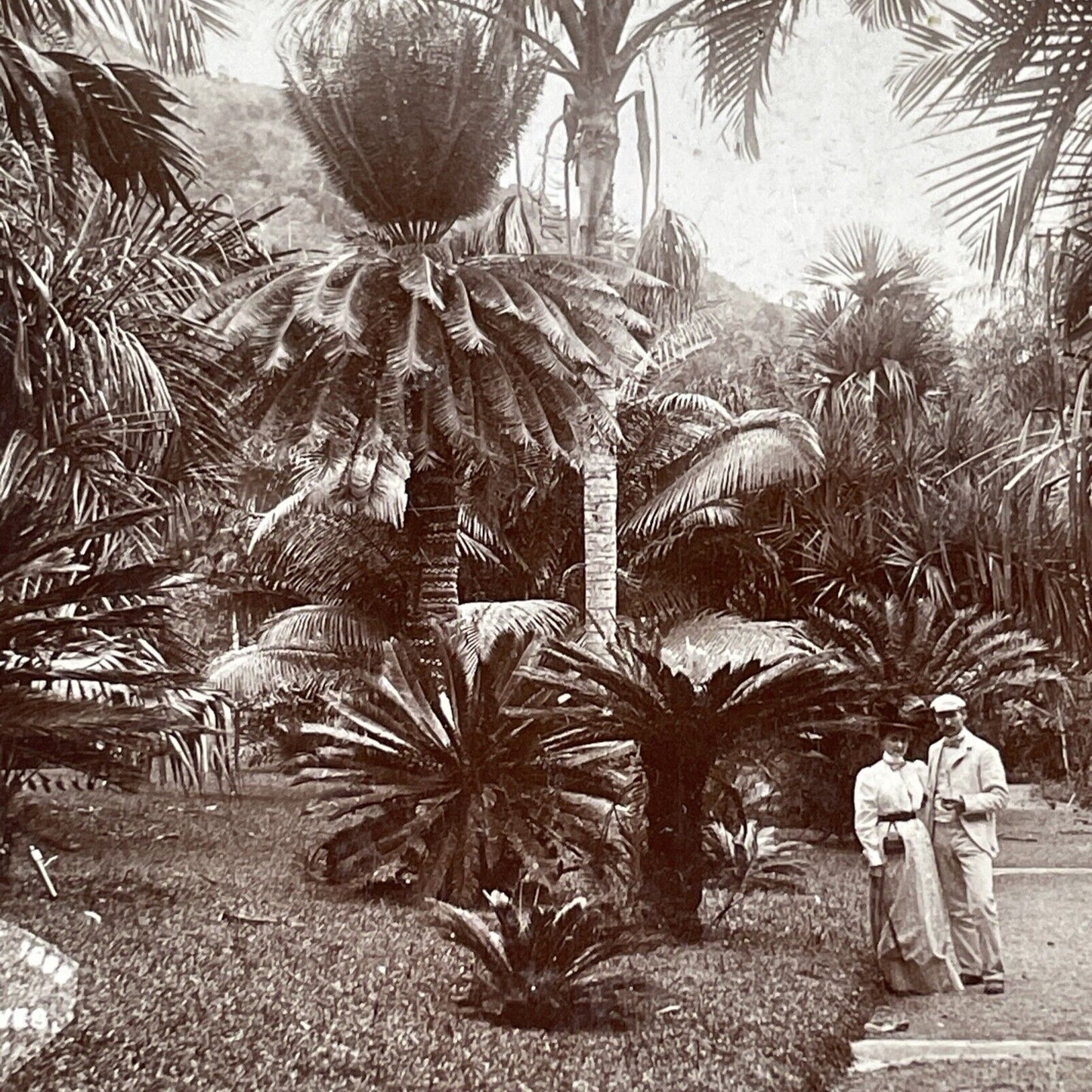 Castleton Botanical Gardens Jamaica Stereoview CH Graves Antique c1899 X3171