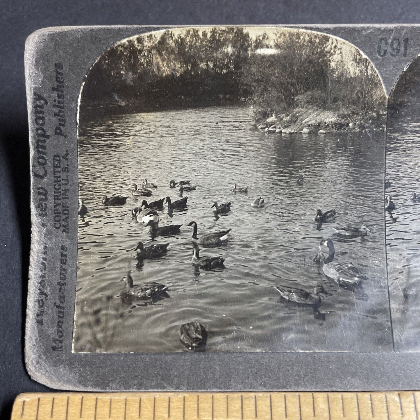 Antique 1910s Canada Geese & Ducks Brandon Manitoba Stereoview Photo Card P4722