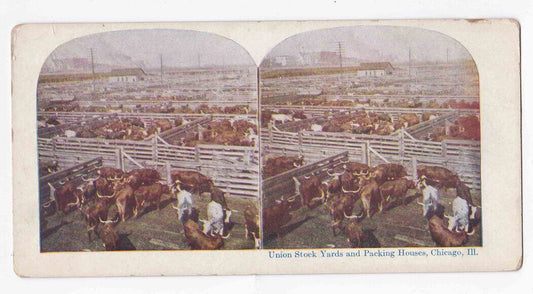 Antique 1905 Slaughterhouse Cattle Stock Yards Chicago Illinois Stereo Card P306