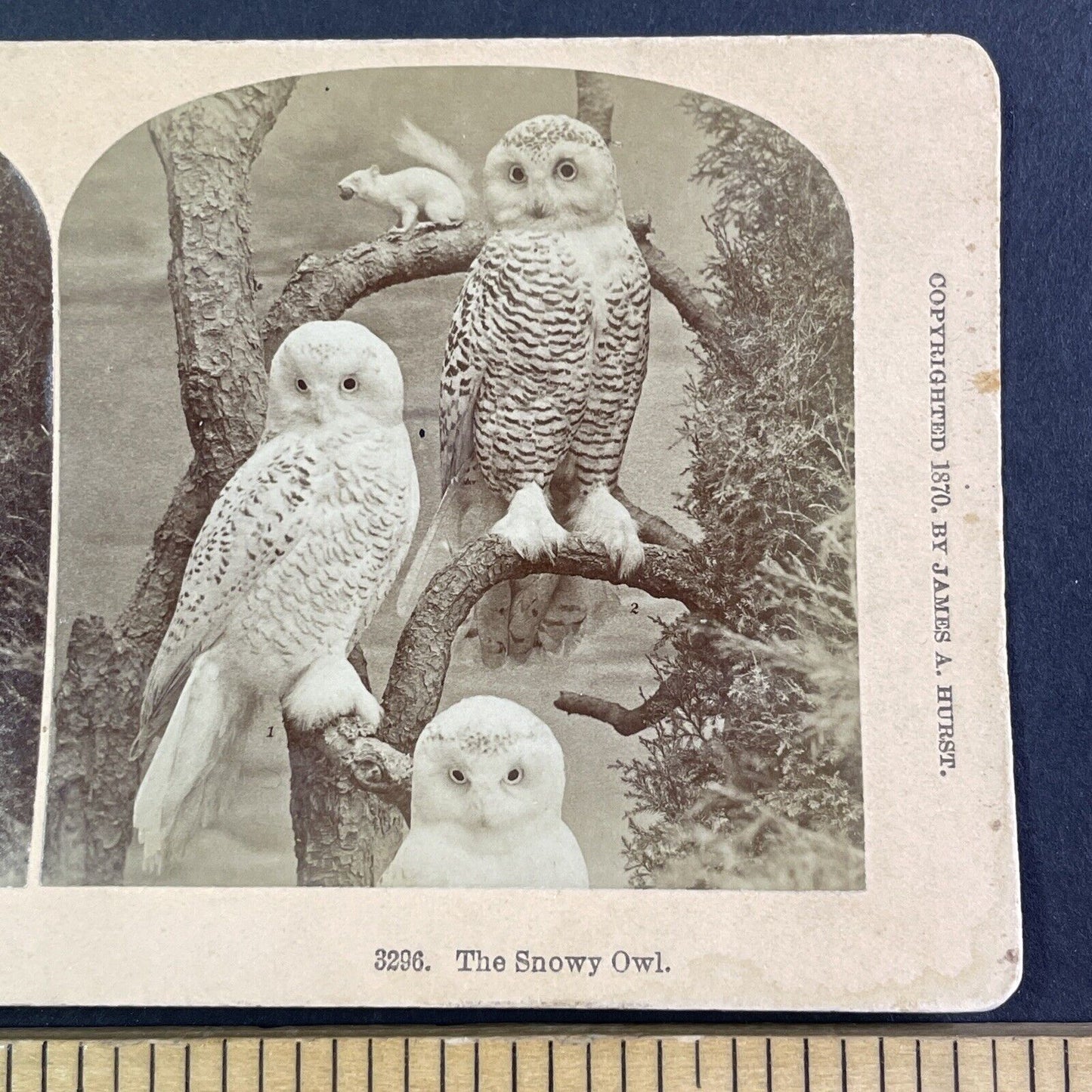 Albino Squirrel and Snowy Owls Stereoview Taxidermy Antique c1870 X4105