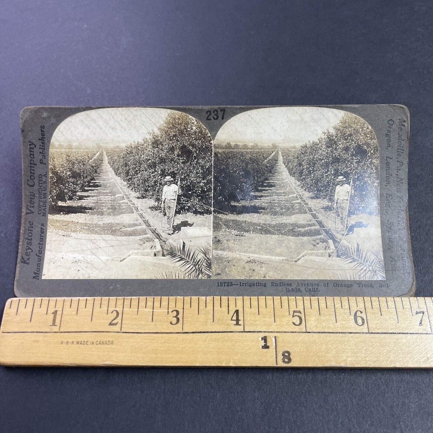 Antique 1909 Orange Tree Farm Redlands California Stereoview Photo Card P3593