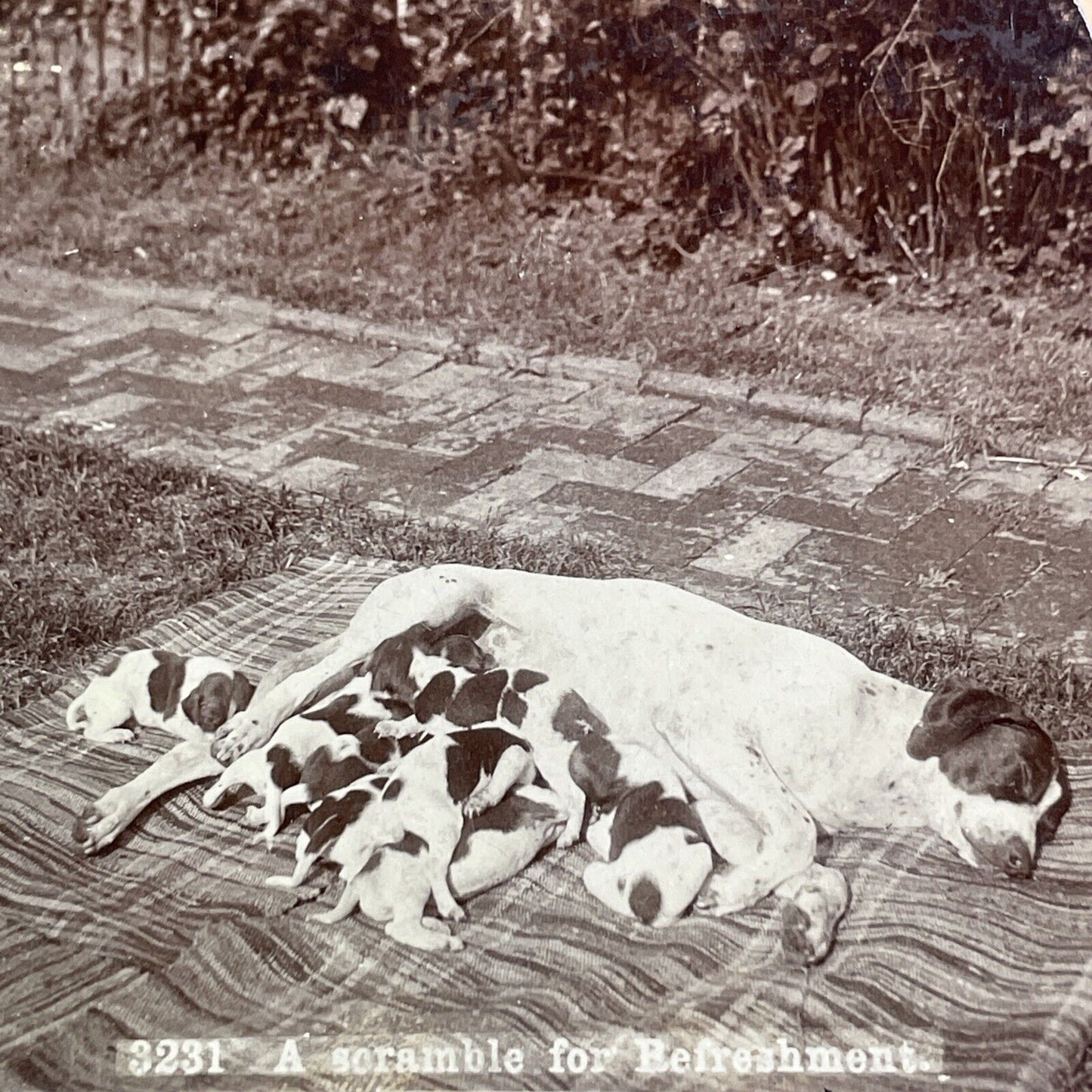 Puppies Milking Mother Dog In The Sun Stereoview Antique c1894 X2847