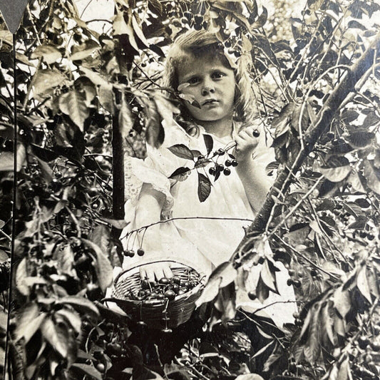 Antique 1902 A Young Girl Picking Red Cherries Stereoview Photo Card P1044