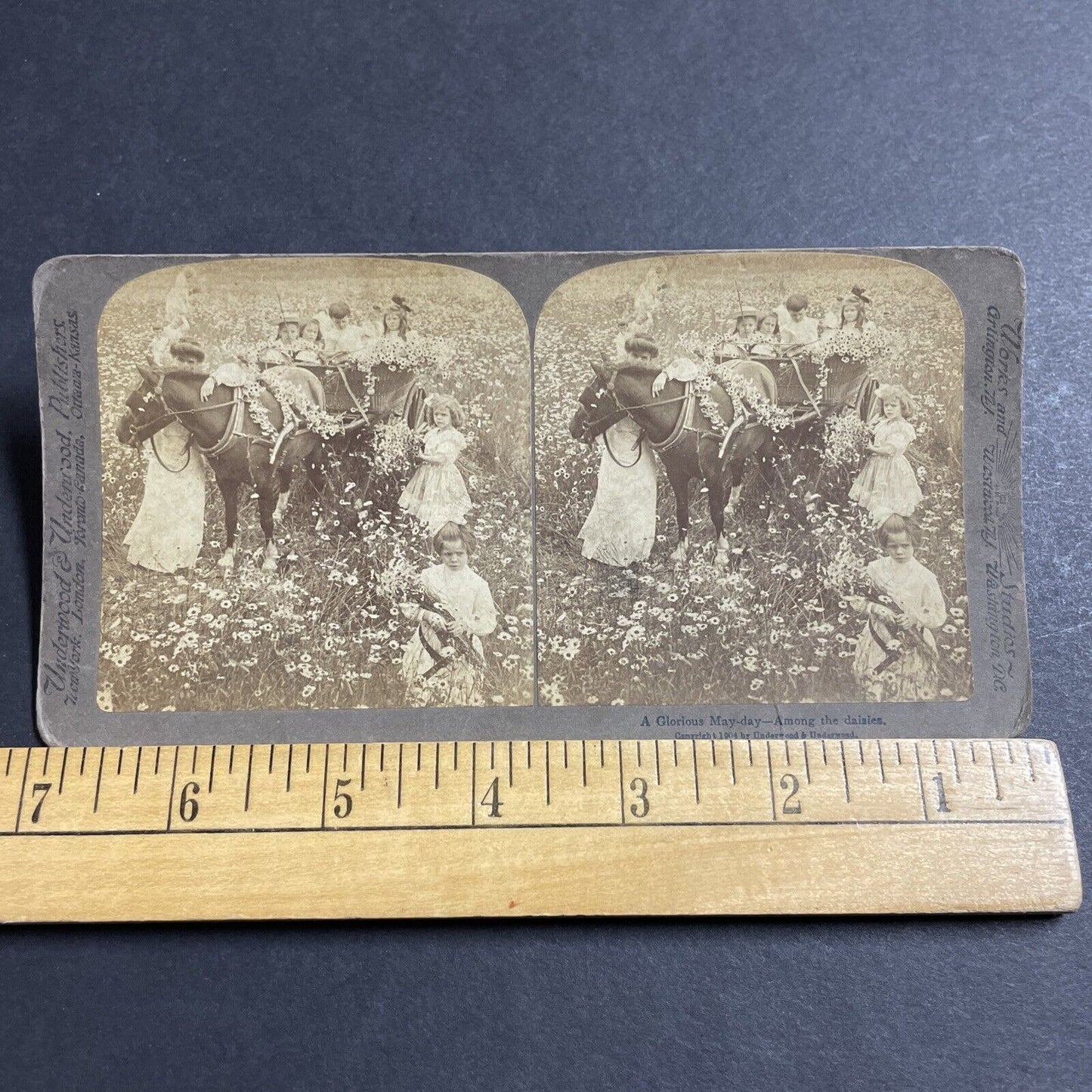 Antique 1904 Young Girls & Horse In Daisy Field Stereoview Photo Card P4988