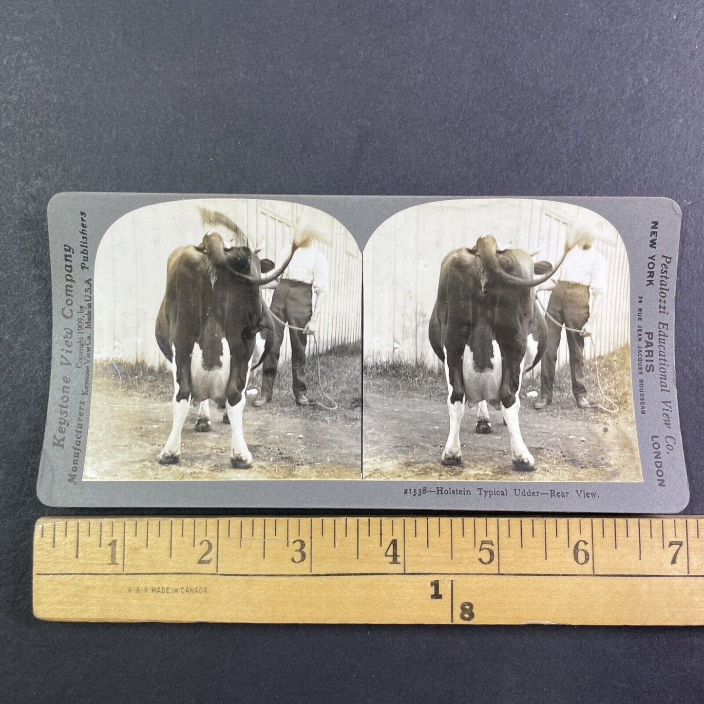 Holstein Cow Udder Toronto Exhibition Stereoview Rear View c1909 Y2746