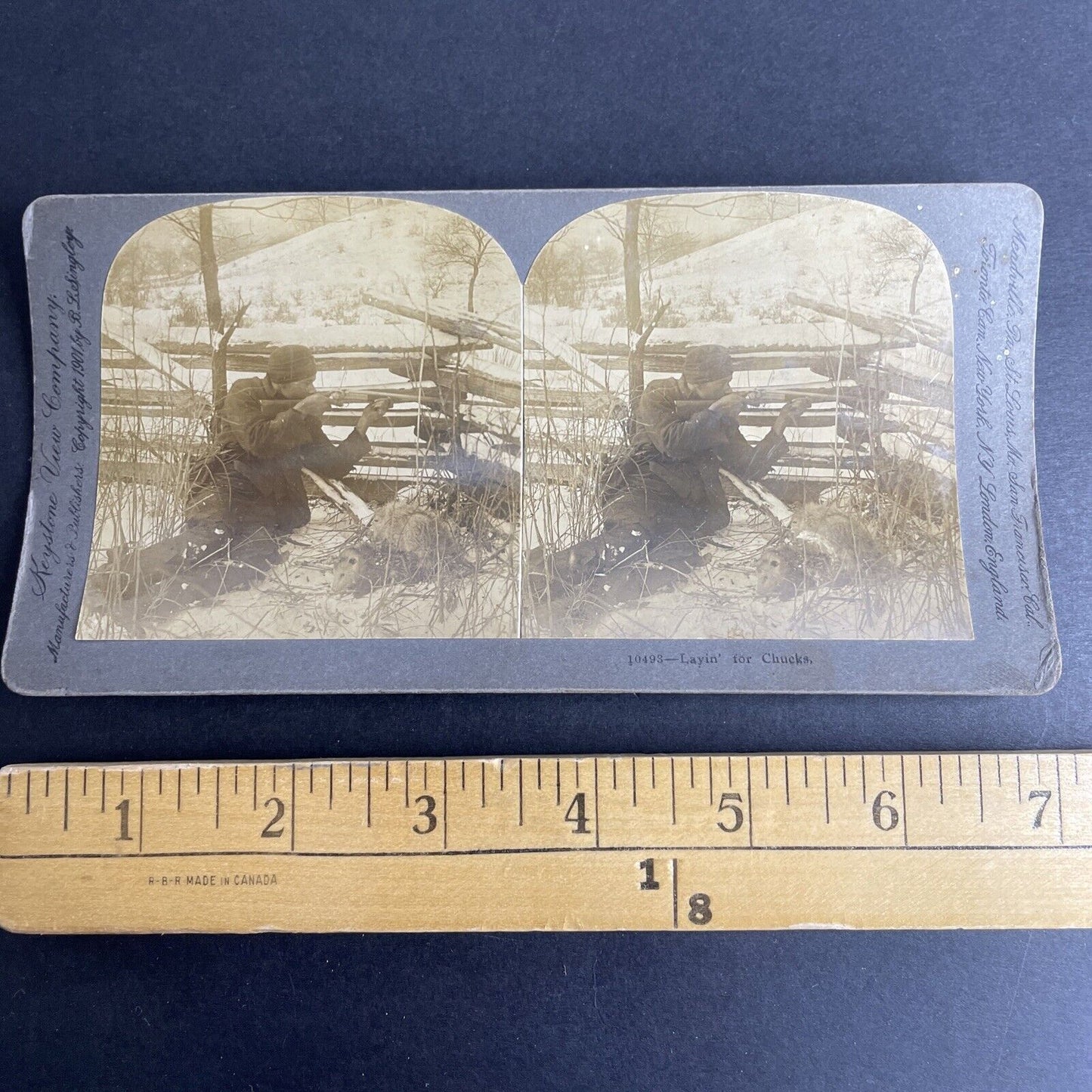 Antique 1901 Hunting Woodchucks & Possums For Dinner Stereoview Photo Card P1029