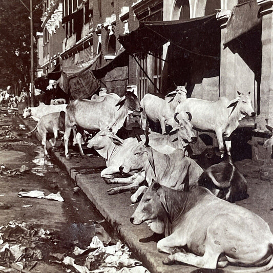 Antique 1903 Extreme Poverty In Calcutta India Stereoview Photo Card P4452