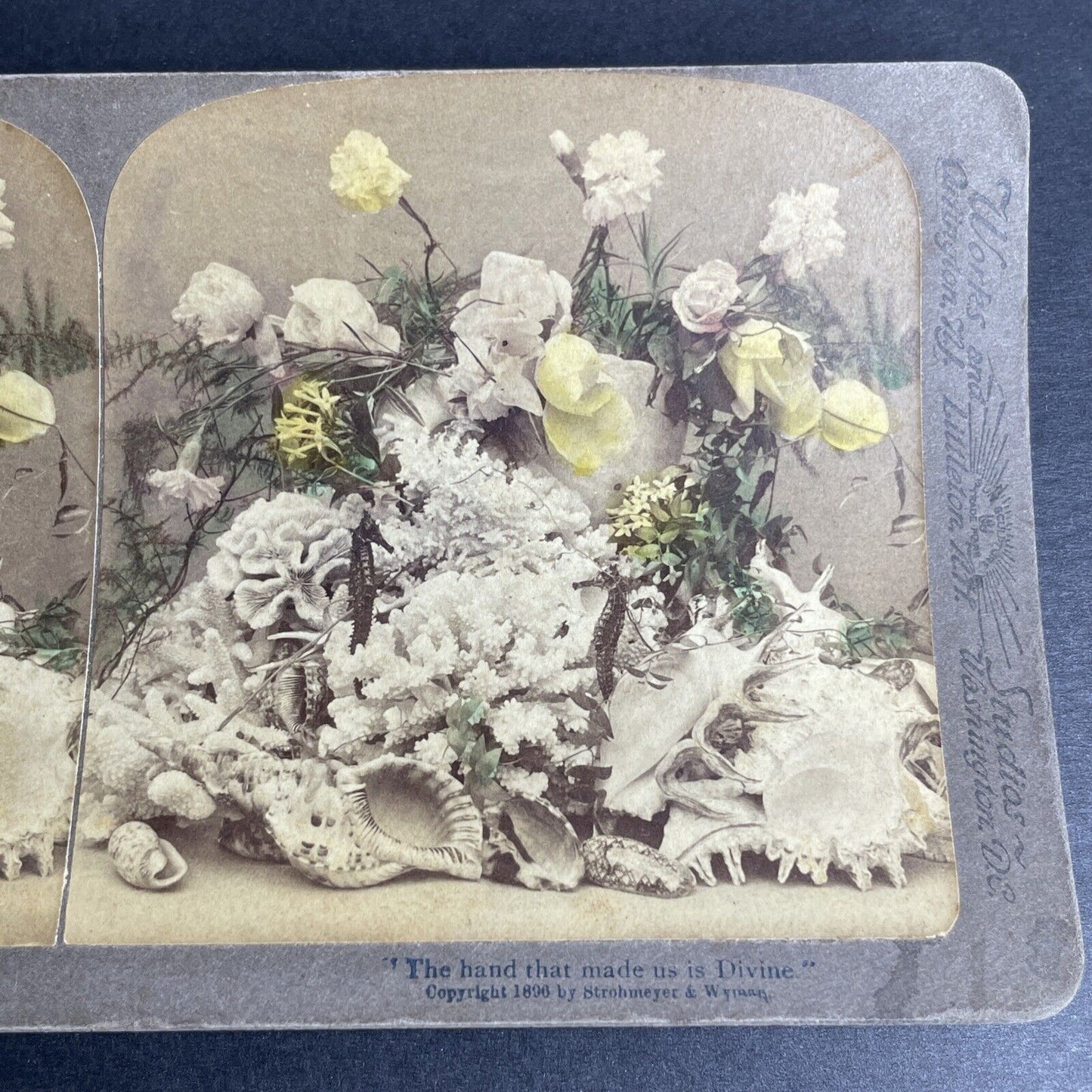 Antique 1896 Sea Coral And Seahorse Centerpiece Stereoview Photo Card P1038