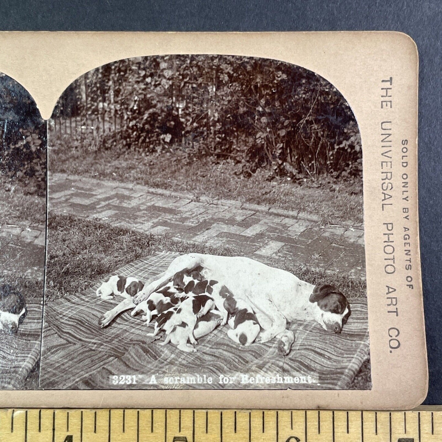 Puppies Milking Mother Dog In The Sun Stereoview Antique c1894 X2847