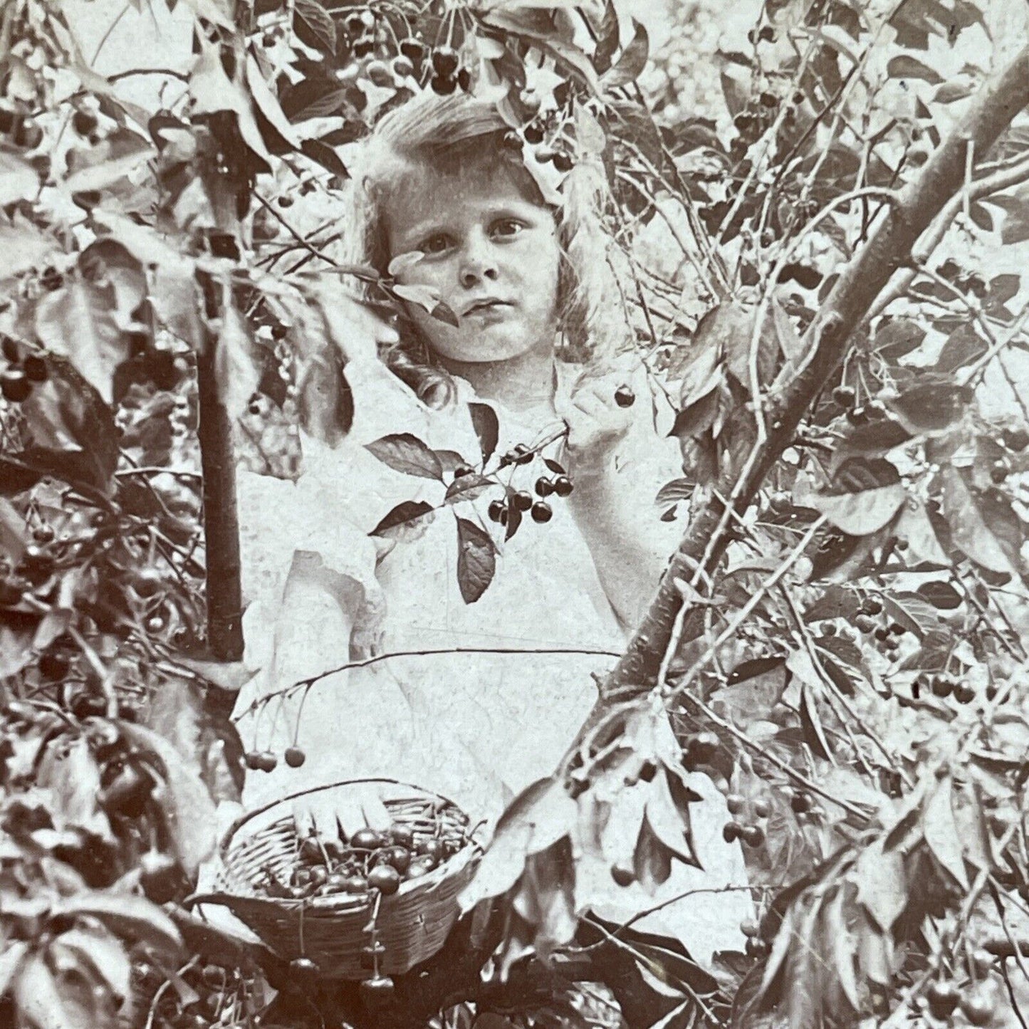 Antique 1902 Child Picking Cherries In A Tree Stereoview Photo Card P2627