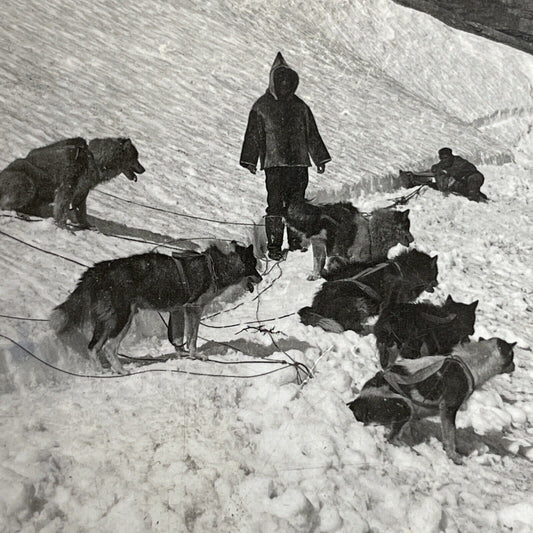 Antique 1905 Inuit Dog Sled Hunters Hopedale Labrador Stereoview Photo Card P833