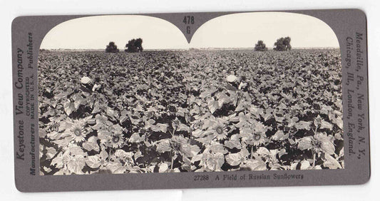 1910 Russian Ukrainian Sunflower Field Sunflowers & Farmer Stereo Card P398