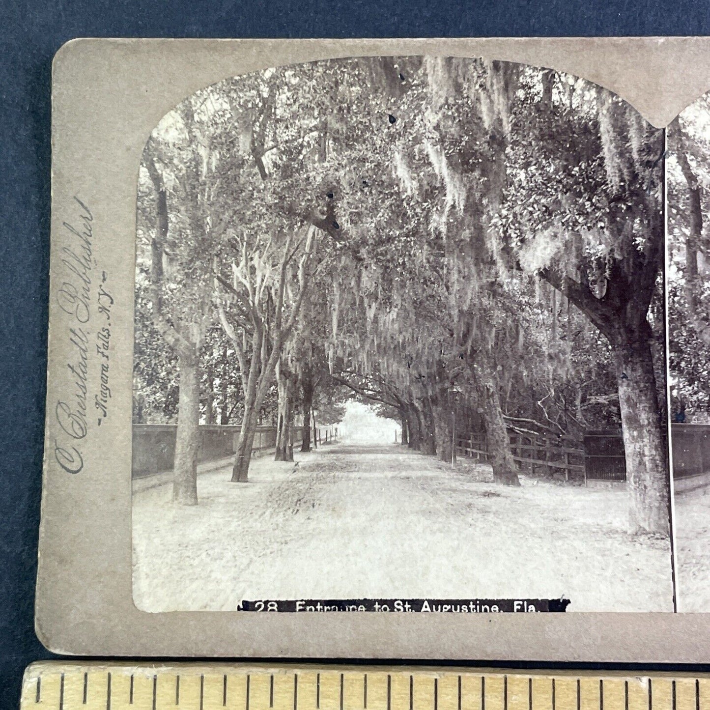 Road To St. Augustine Florida Stereoview Charles Bierstadt Antique c1880 X3277